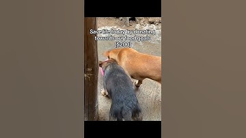 POV everyone scrolling without writing random or making a donation to support our dogs foundation