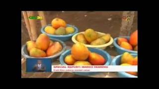 Ghana: Mango Farming