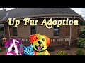 Up Fur Adoption - July 2020