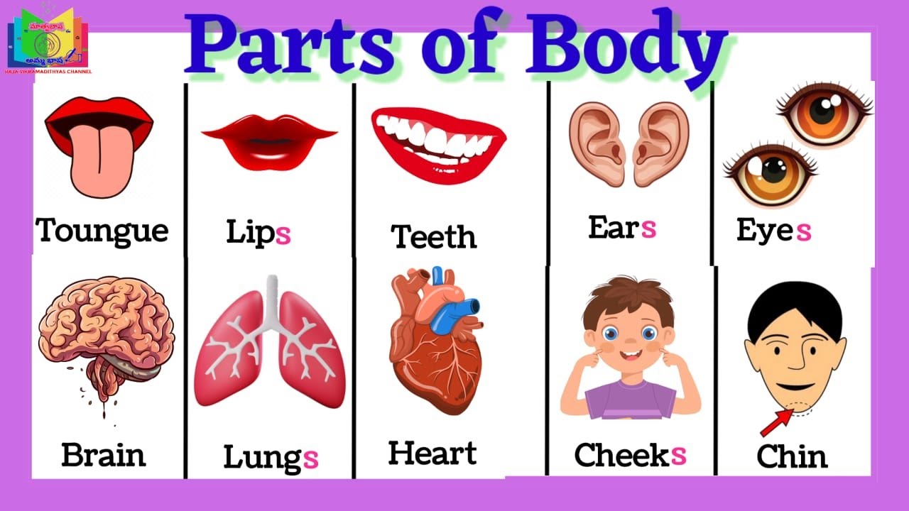 50 Parts Of Body Name Parts Of Body Name With Pictures Parts Of 50-parts-of-body-name-parts-of-body-name-with-pictures-parts-of