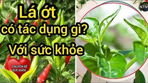Sức khỏe: Lá ớt có tác dụng gì với sức khỏe? bài thuốc chữa bệnh từ lá ớt - NTN SL