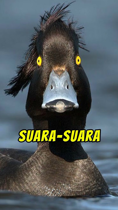 Suara BURUNG yang MENYERAMKAN #dailyfacts #faktaunik #shorts