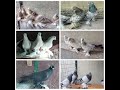 Бойные голуби. Мои голуби. 27.03.20 Грузия. Тбилиси. Roller pigeons. My pigeons. music
