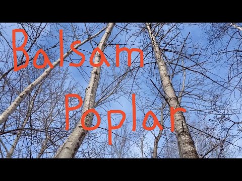 Video: Balsam Poplar (21 Mga Larawan): Paglalarawan Ng Mga Dahon At Buds, Mga Subspecies Ng Puno At Saklaw