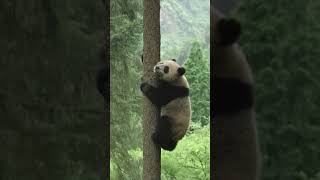 PANDAS, SURVIVAL IN CHINESE FOREST, #animals #documentary #panda #jungle #china