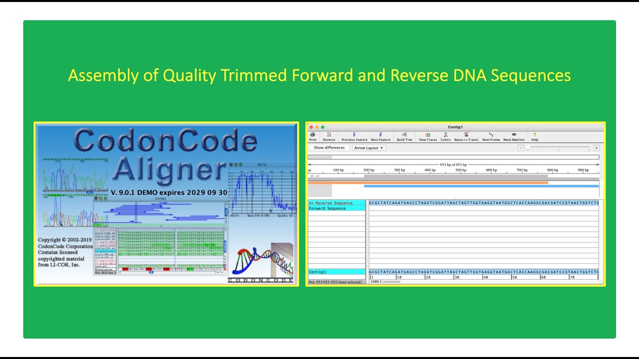 adding features to sequence in codoncode aligner