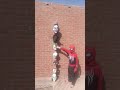 اقنعة اللهو الخفي