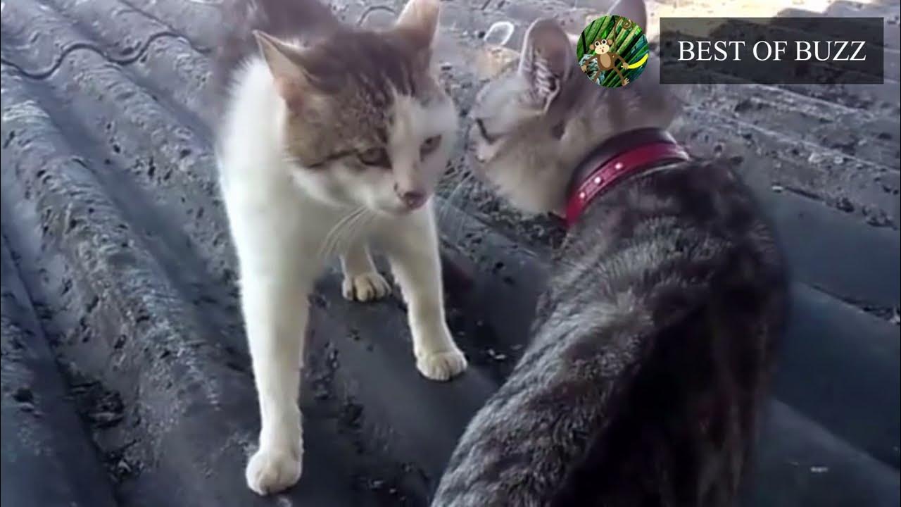 BEST OF BAGARRE DE CHATS YouTube