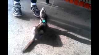 A Ferret at the bus terminal 2013  funny by Platinum Drone Productions 2,479 views 10 years ago 38 seconds