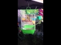 Crested canary timbrado singing