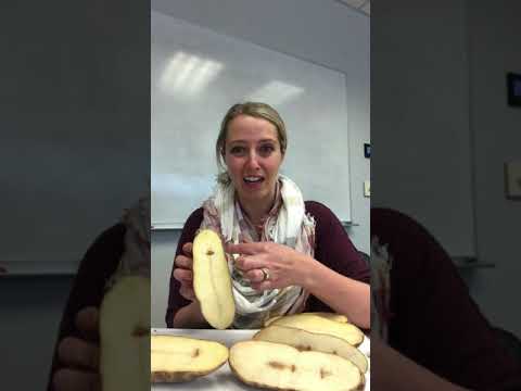 Video: Hollow Heart Potato Disease - Causes Of Potatis With Hollow Heart