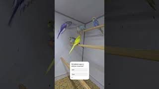 Sevdi̇ği̇ni̇z Rengi̇ Yorumlara Yazin En Cok Yazilan Icin Ozel Video Cekecegim