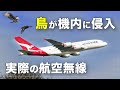 【航空無線】コックピットに鳥がいると発覚し空港へ引き返すトラブル