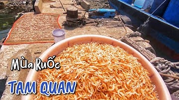 Lộc Biển Đầu Năm - Mùa Ruốc | Bumper Shrimp Season In Tam Quan