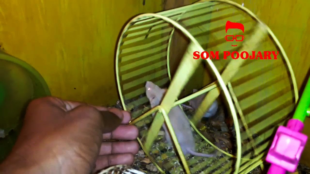 petco hours How to setup a hamster wheel in a cage