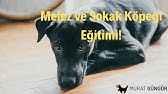 köpek eğitimi kaç aylıkken başlar