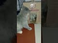 Billu Babu ke ghar me ghus gai hai Babu  ko ghusa araha he 😡😂