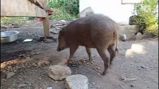 suara pangil babi hutan terbaru 2022 ampuh99 %