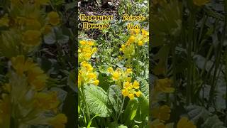 Первоцвет Весенний или Примула Дикая или Prímula véris! Лекарственное растение,употребляемое в пищу!