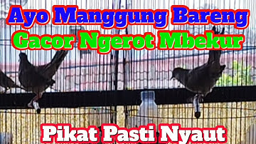 Ayo Manggung Bareng Gacor Ngerot Mbekur Mbekur Pikat Pasti Nyaut 