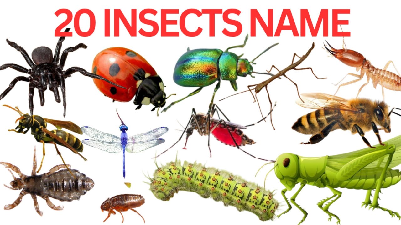 20 कीड़ो के नाम इंग्लिश और हिंदी में | Learn Insects Name For Kids & Toddlers | 20 Insects Name|