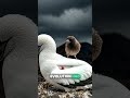 🩸 This "Vampire Bird" Actually Exists 😱