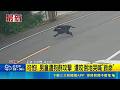 可怕! 男童遭狗群攻擊 遭咬倒地哭喊"救命" 疑有人長期餵食! 男童遭4隻狗撕咬 翻滾尖叫｜三立新聞LIVE