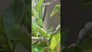 Our Female Carpet Chameleon in Her New Enclosure #reptiles#zoo#exotic #chameleoncare#lizard #animals