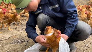 Take care of chickens from 1 day to 136 days - cobra caught in trap.