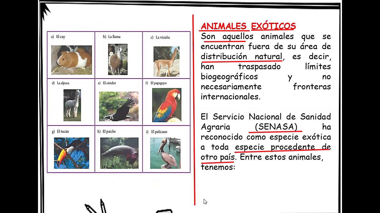 ANIMALES NATIVOS Y EX TICOS YouTube Maxresdefault