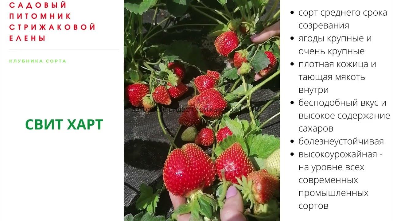 Клубника свит энн описание сорта фото