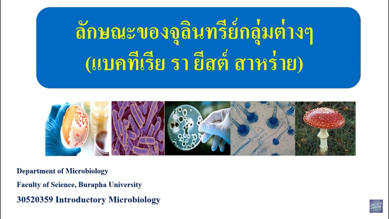 คลิปอบรมครู สาขาวิชาจุลชีววิทยา เรื่อง ลักษณะของจุลินทรีย์กลุ่มต่าง ๆ (แบคทีเรีย รา ยีสต์ สาหร่าย)