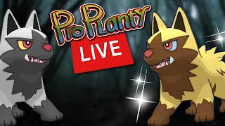 Poochyena Spotlight Hour Pokemon Go (Live)