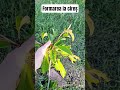 Formarea coroanei la cireș