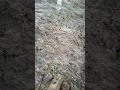 Kamut sprouting #agroforestry
