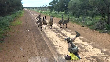 Che animale è l Emu?