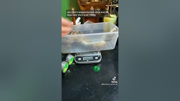 🐍 Ball Python weigh in 🧪 #snake #breedingballpythons #breedingsnakes #shorts #pythons #reptiles