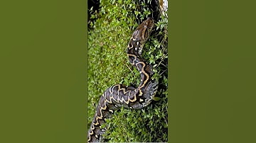 Big python spotted in the grass #snake #python