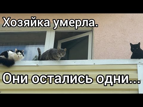 Хозяйка умерла. Они остались одни...
