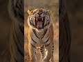 The Royal Roar! 🐅🔥When the King of the Jungle Speaks... 👑🦁Fierce Tiger Roar: Pure Power! 💪🐅