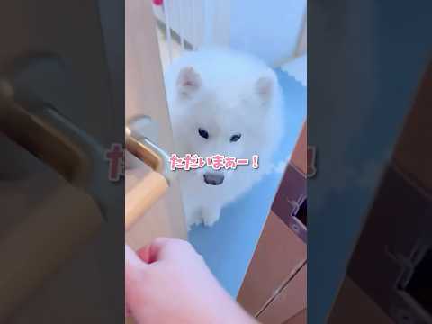 ママの帰宅を知った大型犬の反応が可愛い #samoyed #サモエド #癒し