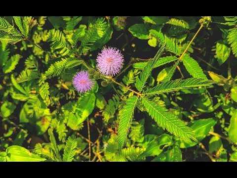 লজ্জাবতী (Mimosa Pudica ) ।। বিলুপ্তপ্রায় উদ্ভিদ