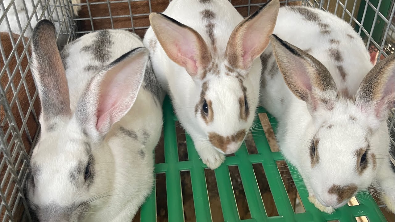 Como desparasitar a nuestros conejos.