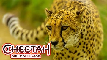 The Cheetah: Online RPG Animal Simulator - Gameplay Walkthrough Part 21 (iOS, Android)