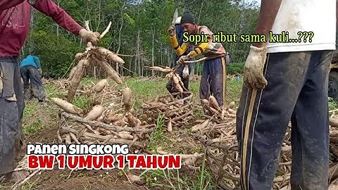 Panen Singkong Umur 1 tahun