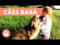 Cachorros babás - 8 raças de cachorro para crianças