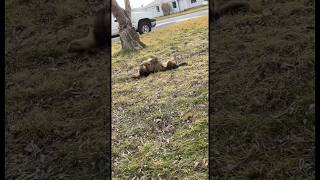 Dog loves to roll around after a bath #shortvideo #shorts #short