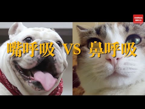 吃早餐 VS 不吃早餐，哪个瘦更快？ 早餐发展史 【吃货男友的健身女友】