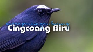 suara burung CINGCOANG BIRU GACOR l masteran burung CINGCOANG