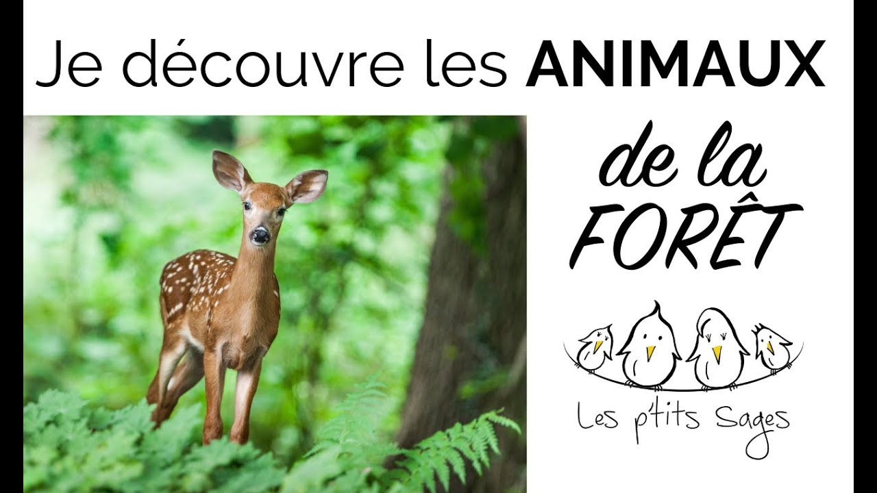 Comptines animaux de la forêt